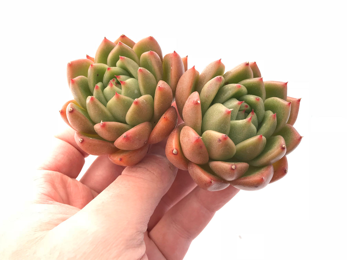 Echeveria Agavoides Bravo Cluster 3"-4" Rare Succulent Plant