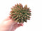 Echeveria Agavoides Crested Cluster 4" Rare Succulent Plant
