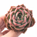 snow angel succulent Echeveria 'Snow Angel' 2"-3" Rare Succulent Plant – True Succulents Plant Co