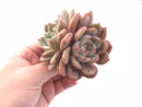 Echeveria Ariel Cluster 2"-3" Rare Succulent Plant