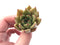 Echeveria Agavoides 'Bonita' 2" Rare Succulent Plant