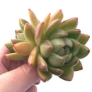 Echeveria Bravo Double-Headed Cluster 3" Rare Succulent Plant