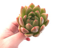 Echeveria Agavoides Bravo 3" Rare Succulent Plant