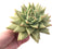 Echeveria Agavoides Maria 6" Rare Succulent Plant
