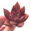 Echeveria Ebony Hybrid 2" Rare Succulent Plant