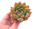 Echeveria Agavoides Bravo 3" Rare Succulent Plant