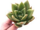 Echeveria Agavoides Ringo Star 4"-5" Rare Succulent Plant