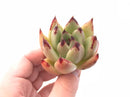 Echeveria Agavoides 'Royal' 2" Rare Succulent Plant