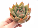 Echeveria Agavoides Sp 4" Rare Succulent Plant