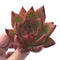 Echeveria Agavoides Ebony 2"-3" Rare Succulent Plant