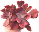 Echeveria Diamond State Variegated Cluster 6"-7" Rare Succulent Plant