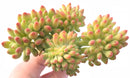 Sedum Corynephyllum Crested Cluster 6" Rare Succulent Plant