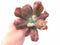 Echeveria Linguas 4" Rare Succulent Plant