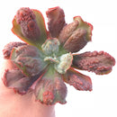 Echeveria Linguas 4" Rare Succulent Plant