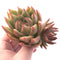 Echeveria Agavoides Diego Hybrid Cluster 3"-4" Rare Succulent Plant