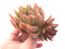 Echeveria Agavoides Diego Hybrid Cluster 3"-4" Rare Succulent Plant