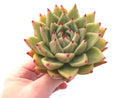 Echeveria Agavoides Maria 5"-6" Rare Succulent Plant