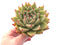 Echeveria Agavoides Maria 5"-6" Rare Succulent Plant