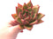 Echeveria Agavoides Mundy 3"-4" Rare Succulent Plant