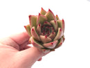 Echeveria Agavoides Maria 3" Rare Succulent Plant