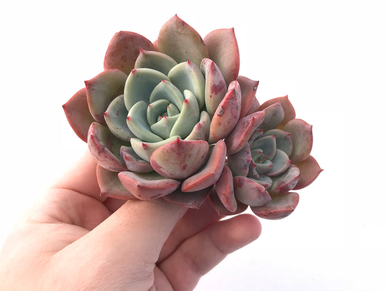 double headed succulent Echeveria Salmon Double Head 2"-3" Rare Succulent Plant – True Succulents Plant Co