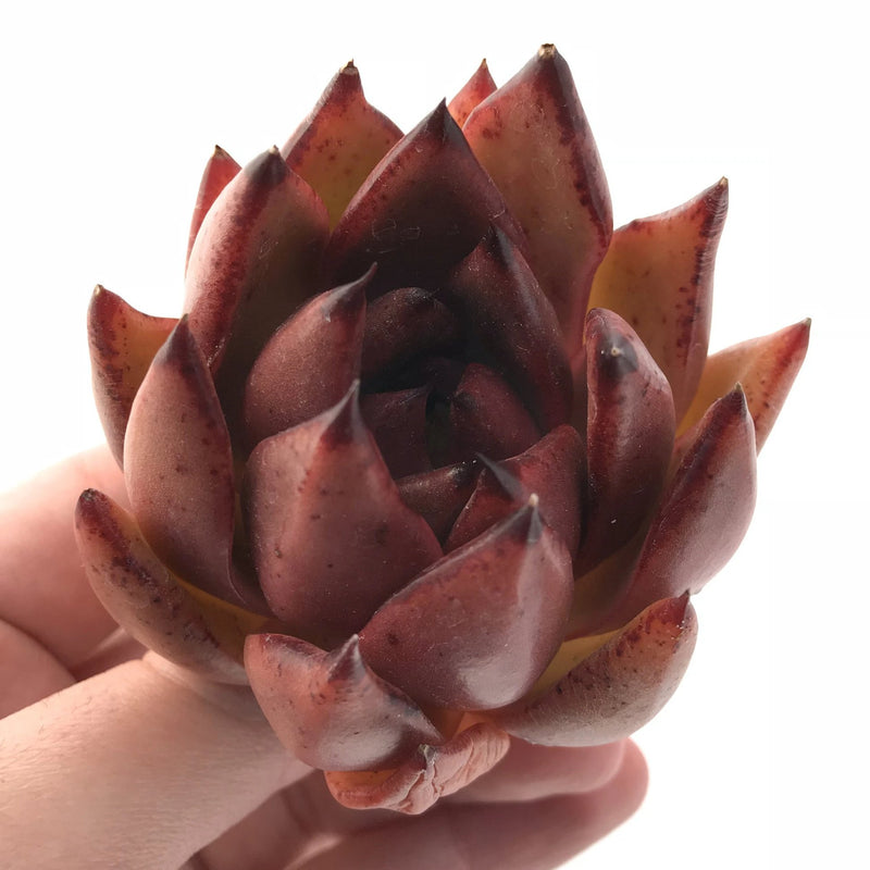 Echeveria Agavoides Mundy Hybrid 2"-3" Rare Succulent Plant