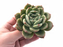 Echeveria Agavoides Fila 3"-4" Rare Succulent Plant