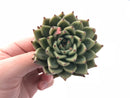 Echeveria Agavoides Sarabony 2"-3" Rare Succulent Plant