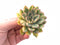 Echeveria Pulidonis Variegated 2"-3" Rare Succulent Plant