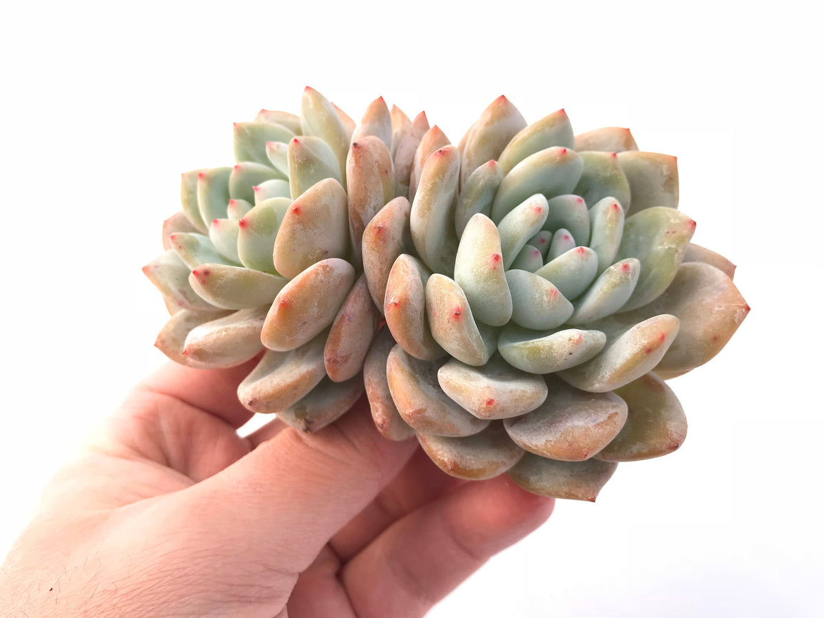 Echeveria Orange Monroe 4" Rare Succulent Plant