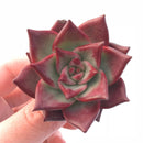 Echeveria Red Ebony 2" Rare Succulent Plant