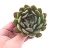 Echeveria Hybrid 3"-4" Rare Succulent Plant