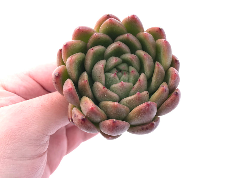 succulent sirens Echeveria Agavoides 'Siren' 2"-3" Rare Succulent Plant – True Succulents Plant Co