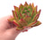 Echeveria Agavoides Ebony 3" Rare Succulent Plant
