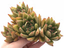 Echeveria Agavoides Maria Cluster 6" Rare Succulent Plant