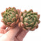 Echeveria Agavoides Bravo Cluster 3"-4" Rare Succulent Plant