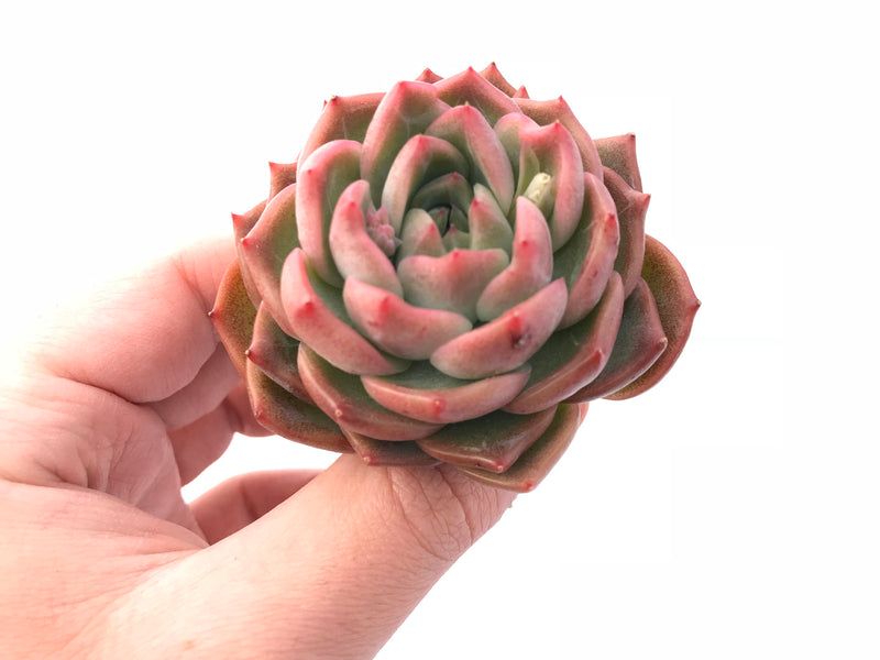snow angel succulent Echeveria 'Snow Angel' 2"-3" Rare Succulent Plant – True Succulents Plant Co