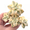 Gratoveria Titubans Variegated Cluster 4" Rare Succulent Plant