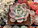 Echeveria 'Monroe' Hybrid 2" Succulent Plant