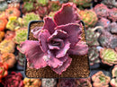 Echeveria 'Chantilly' Mutation Variegated 3" Succulent Plant