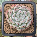Echeveria 'Viyant' 1" Succulent Plant