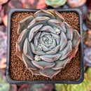 Echeveria 'Colina' 2" Succulent Plant