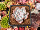 Echeveria 'Orange Monroe' 2" Succulent Plant