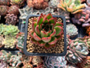 Echeveria Agavoides sp. 1" Succulent Plant