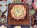 Echeveria 'Mario' Malgan Hybrid 1" Succulent Plant