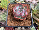 Echeveria 'Keralean' 2" Succulent Plant