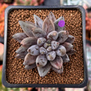 Echeveria 'Unguiculata' 1" Succulent Plant