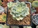 Echeveria 'Tinker Bell' Variegated 2"-3" Succulent Plant