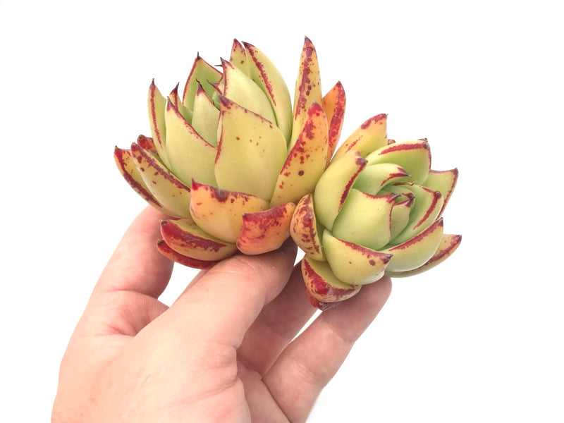 Echeveria Agavoides ‘Maria’ Hybrid Double Headed Cluster 4"-5" Rare Succulent Plant