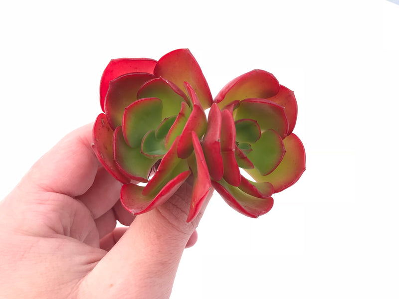 Echeveria ‘Nice’ Double-Headed Cluster 3” Rare Succulent Plant